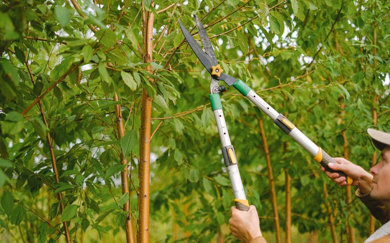 Tree trimming in Star Prairie, WI